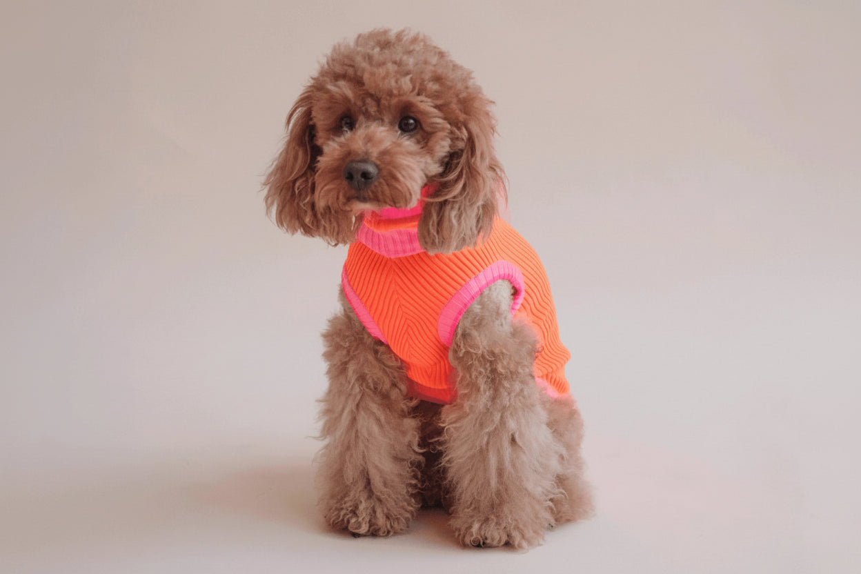 Neon Orange Colors Poodles Sweater