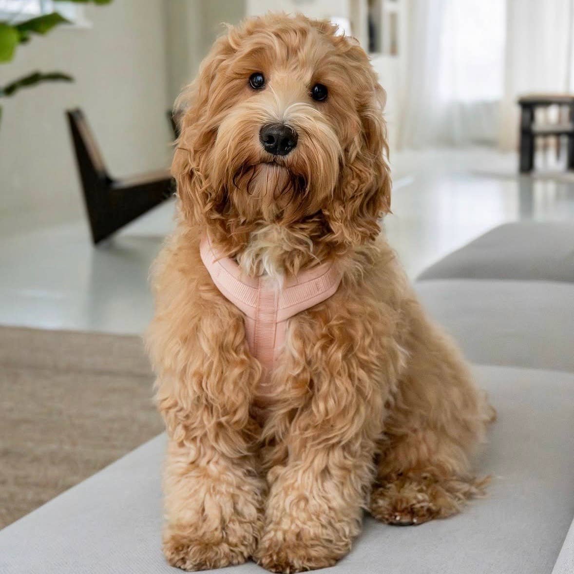 Powder Rose Comfort Dog Harness