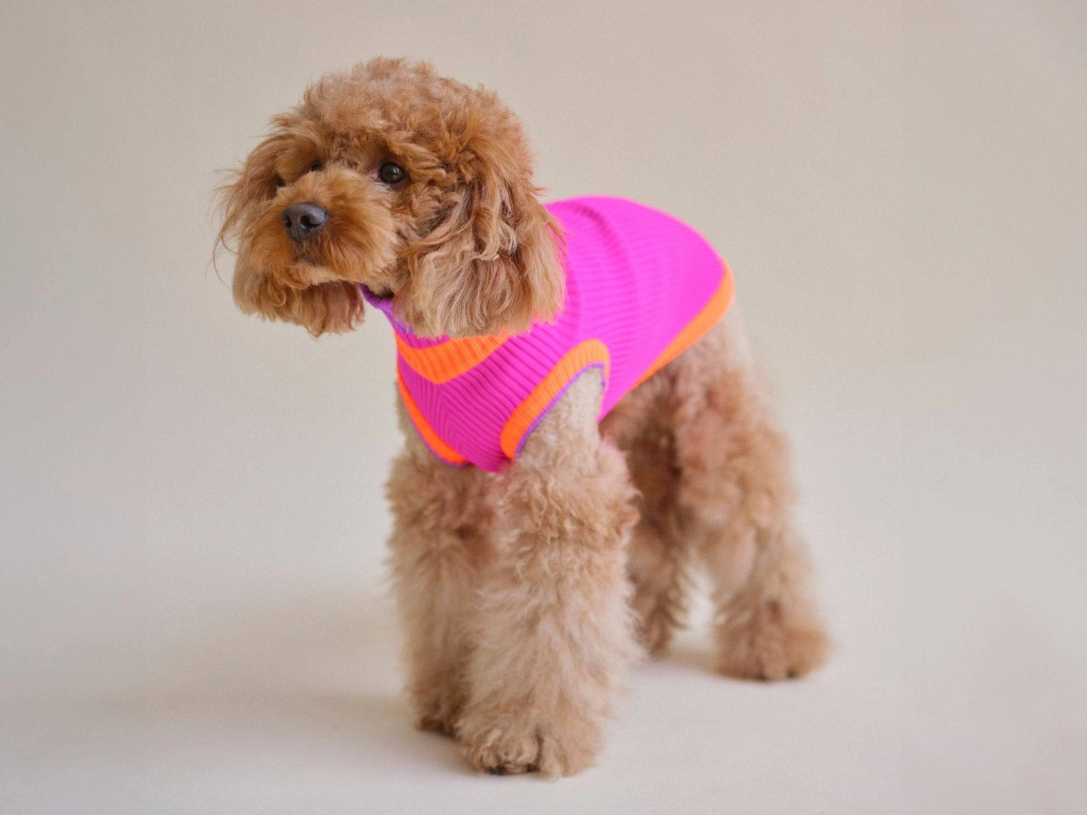 Neon Pink Colors Poodles Sweater