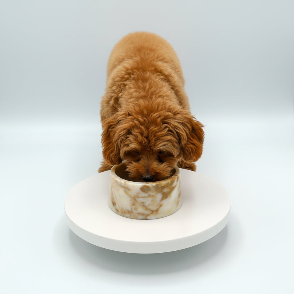 Marble Food and Drink Bowl in Calacatta Gold