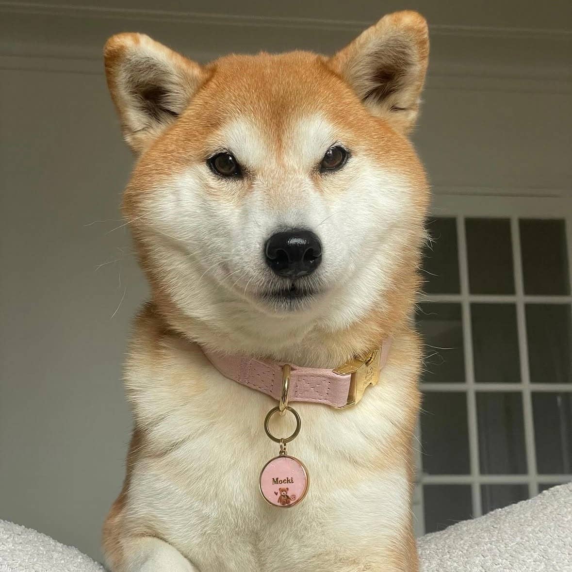 'Pink' - Canvas Dog Collar: SMALL