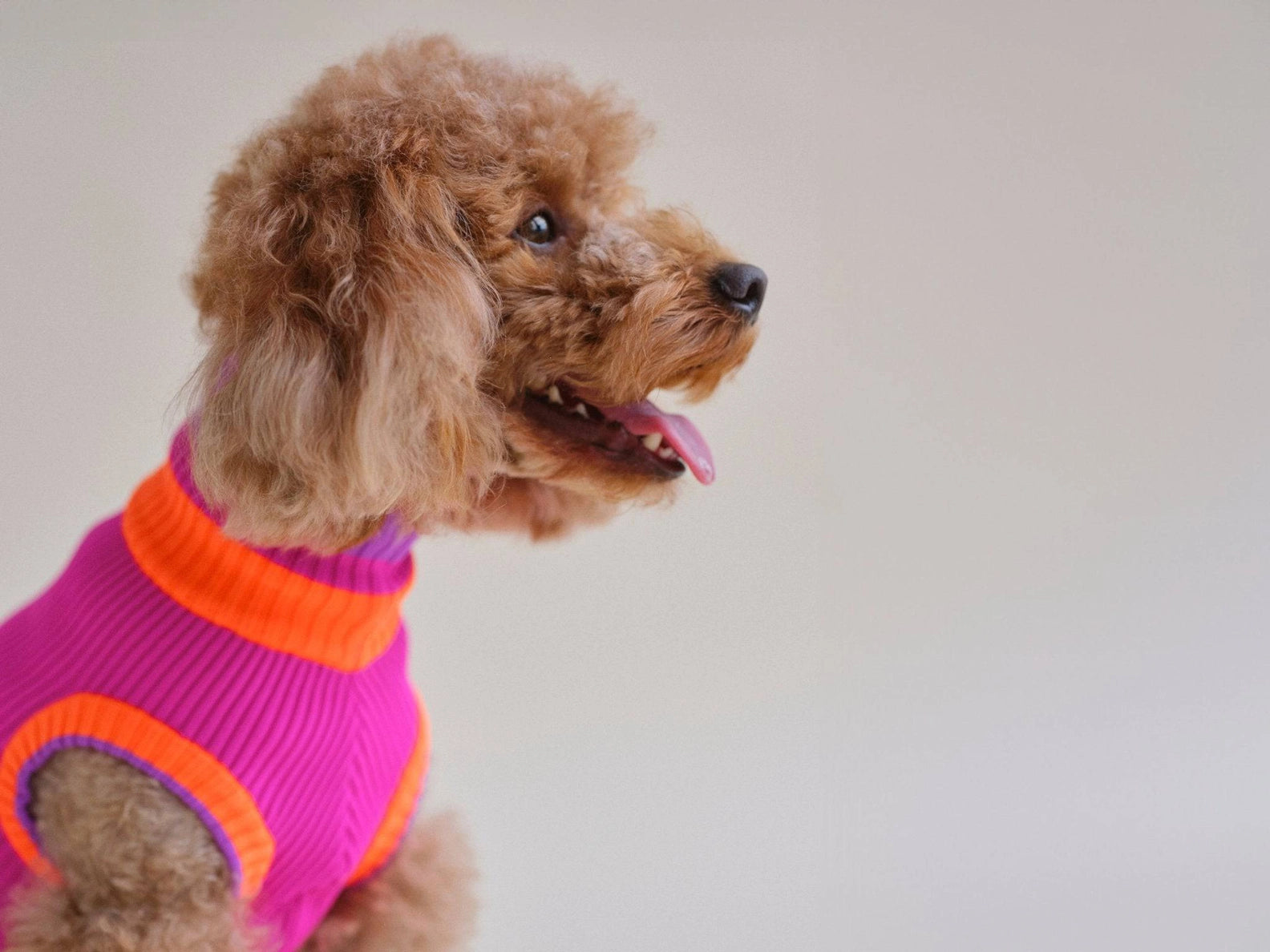 Neon Pink Colors Poodles Sweater